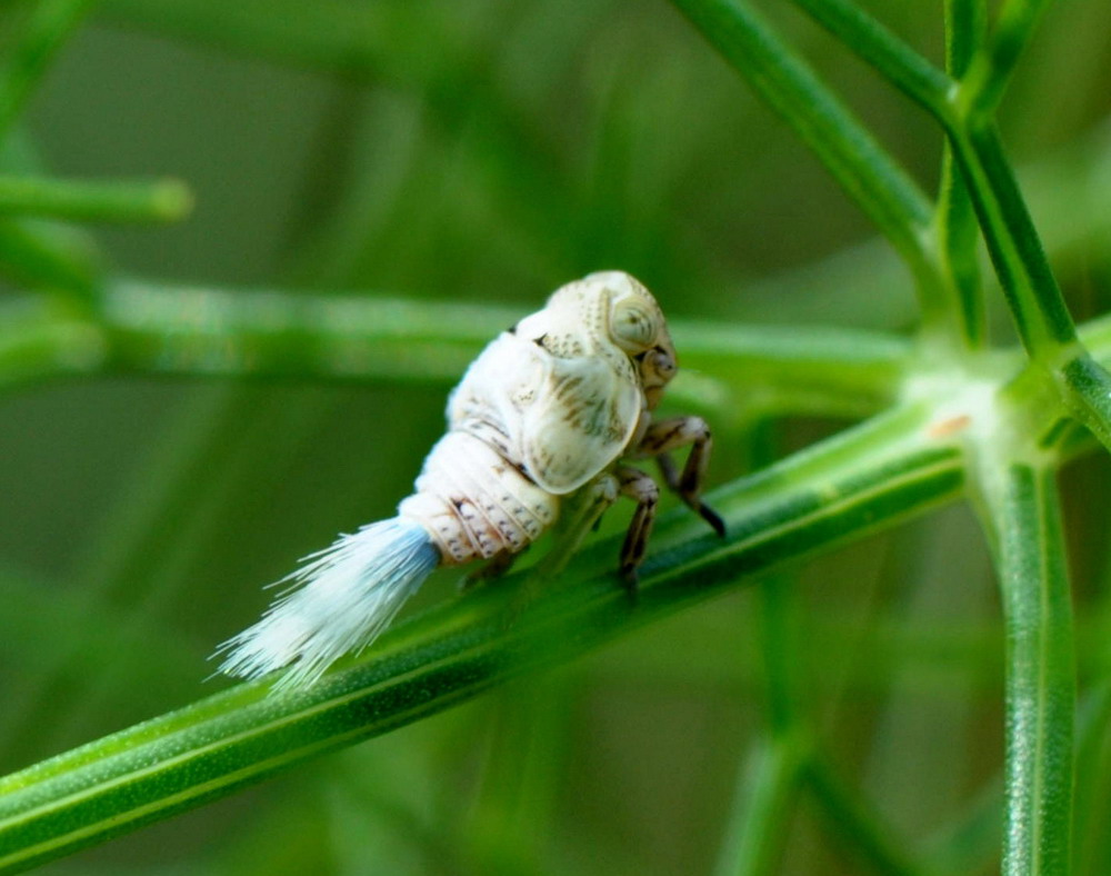 un insetto con la spazzola? da identificare....juv. Issidae